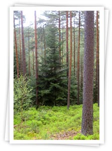 Schwarzwaldwoche